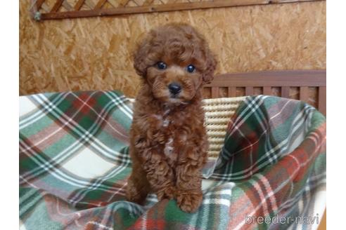 成約済の宮城県のトイプードル-142153の4枚目